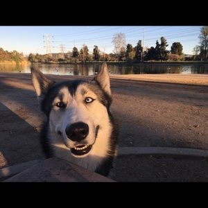 Meet your Posher, Janey